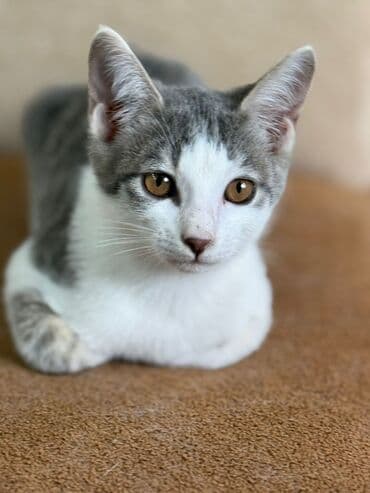 şotland pişiy: Dişi, Yaxşı əllərə — 4