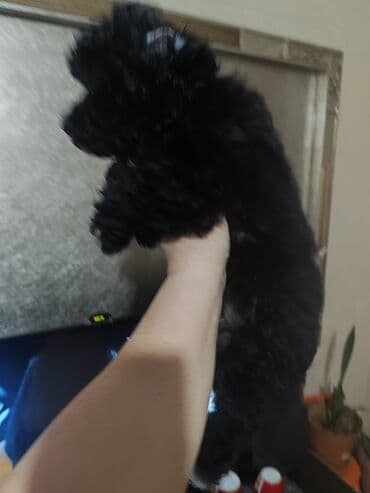 той пудель цена: Pudel — 2