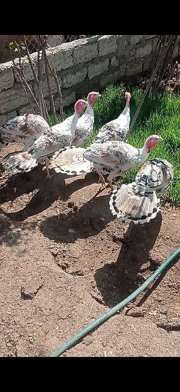 hind çayı: Salam qardaşlar.allah herkesin malına bereket versin.3-aylıq tam — 1