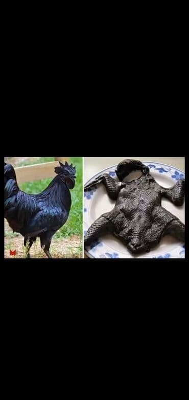 meşe xoruzu: Xoruz, il: 1, Ünvandan götürmə — 4