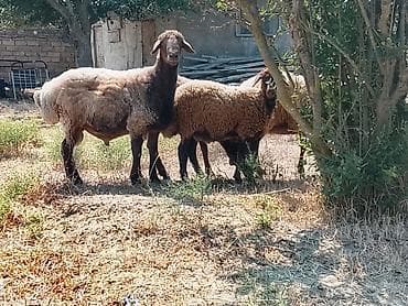 qoyun yanıbala: 1 erkəy qoç 9 aylığ 
1 erkəy toğlu 5 aylığ 
2 şişəy — 1