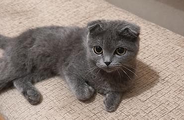 cins pisik satisi: Şotland — 1