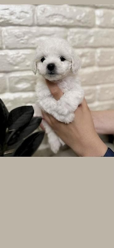 Pudel, 2 ay, Erkek, Ödənişli çatdırılma — 1