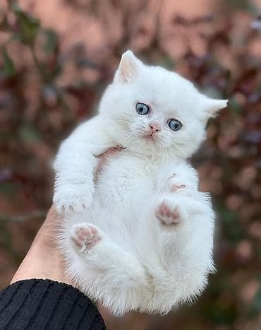 zvanok balasi: Scotiş balasi Dişi axrinci galibdi 
real aliciya endirim olunacag — 4