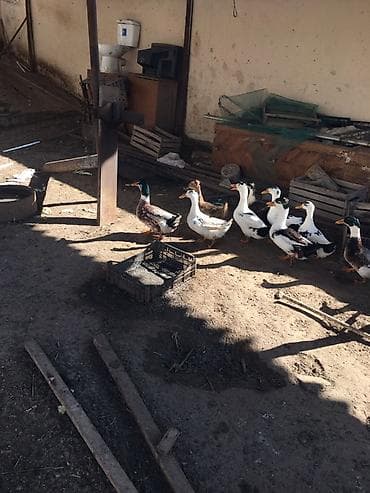 Satılır: ördəklər - Növ: yerli əkinçi təsərrüfatı ördəkləri (ağ-qara