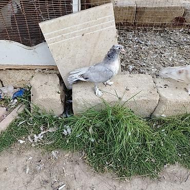 goyercin damı: Dekarativ goyercinler ikisi bir yerde olan hazir cutdu qalani baladan — 5