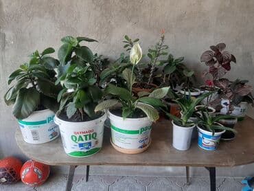 Buket güllər: Güllər satılır. Böyük 4 manat kiçikler 2 manat.unvan zığ qesebesi — 1