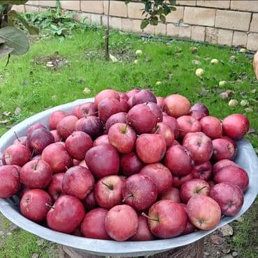 Turşular: Məhsul: Təbii alma sirkəsi Təsvir: - Şəkildəki bağdan yığılmış — 3