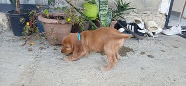 Akvarium aksessuar və ləvazimatları: Koker spaniyel — 1