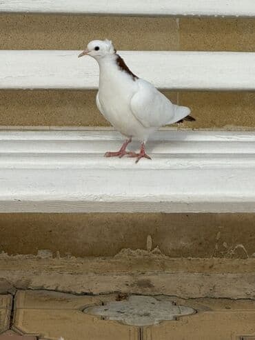 İtlər: Qirmizi boyun desde abrez baladan qizma mayaya oxsuyur — 2