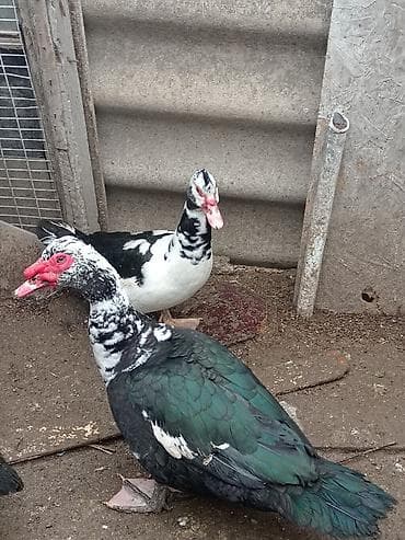 krasnodar ördəyi: Musk ördəkləri (Indoutka) – qarışıq rəngli erkək və dişi fərdlər — 2