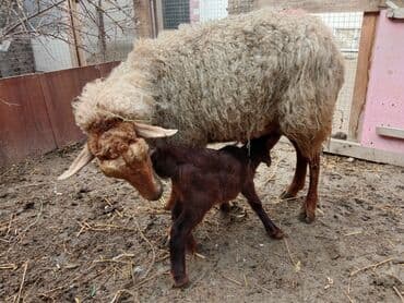 pitbul satilir: Ana bala qoyun satılır.Bala 10 günlük ərkəkdir.Ünvan Maştağa.Real — 4