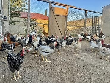 qusar heyvan satışı: 5 Ay Yarımlıq Kənd Çolpaları Satılır. Xoruzları 1.450-1.500 — 1