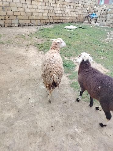 tap az arpa satisi: 1 dişi 1 erkey cut satlır ag dişidi zehmet olmasa cidi alcılar narahat — 3