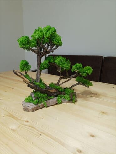 qizil destleri 2021: Təbii mamır və ağacdan hazırladığım bonzay agaci.hədiyyə üçün — 3