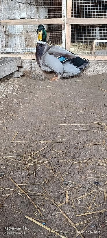 golden retriver it: Erkək, Damazlıq — 4