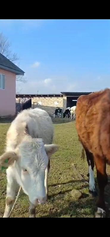 kənd təsərrüfatı heyvanları: Satış: disi dana buzovlar Məhsul təsviri: - Şəkillərdə görünən bir — 4