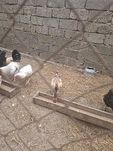 Куры: Heyratı fərə 15 aylıq — 3