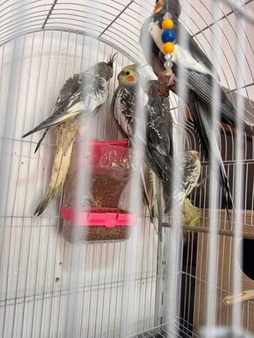 cücə qəfəsi: Nimfa (cockatiel) tutuquşuları – müxtəlif rənglərdə və naxışlarda - — 6