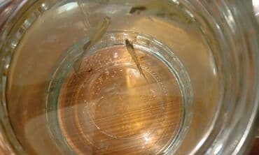 azerbaycanca pişik adlari: Salam! 1 şəkil -Akvarium - 35 manata 40 idi 2 şəkil -filtr - 16 — 8