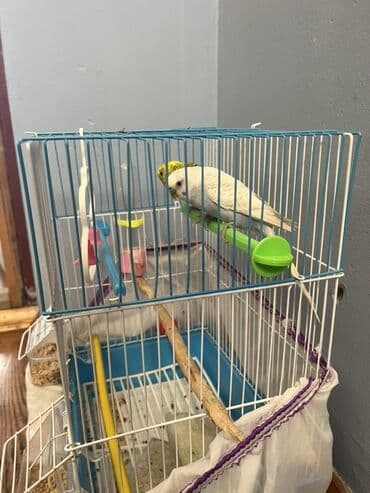 Məhsul: Dalmaçın (buda boyu) üçün qəfəs və 2 cüt bülbül