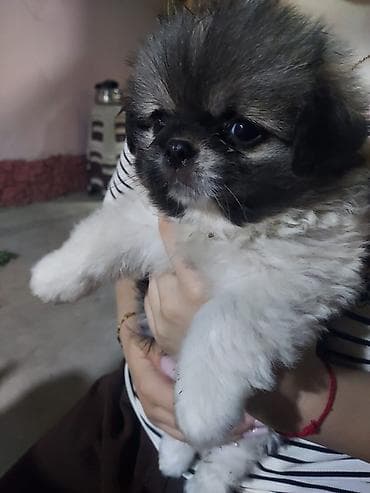 elan it: Pekines, 1 ay, Dişi, Ünvandan götürmə — 2