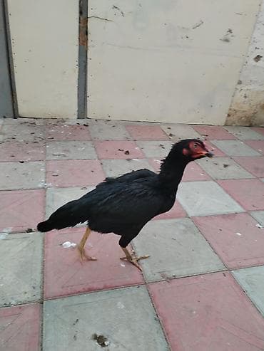 Toyuq cücələri, Damazlıq