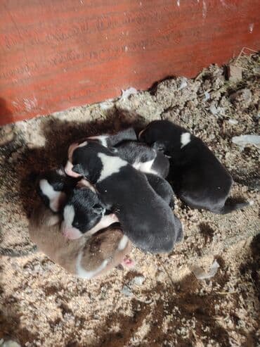 azerbaycanda it adlari: Xaski, Erkek — 9