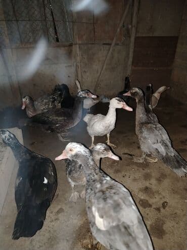 kayuqa ordək: Salam 7 edet lal ordek var icde lavanda var disler 20m erkeyler 25 m — 1