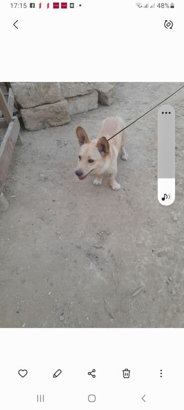 собака отдам в хорошие руки: 2 года, Самец, Самовывоз — 1