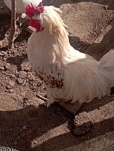 Ət məhsulları: Məhsul: Təbii kənd toyuq yumurtası Təsvir:bu toyuglarin yumurtalari — 6