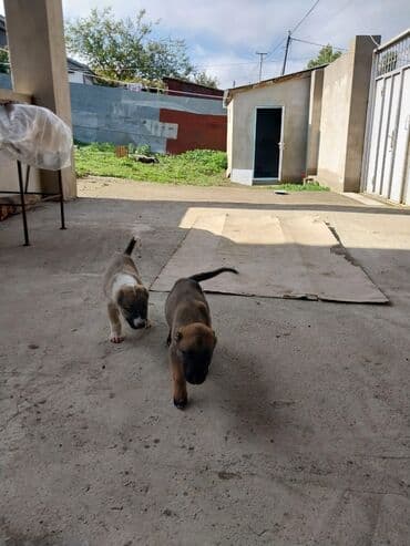 тибетский мастиф цена в баку: 45gunlukduler. Qubanin adur itderidi.Bir erkek bir diwi. 200erkek — 1