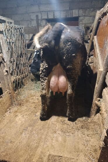 Рогатый скот: 18 20 litr sudu var .teze dogub balasiz satiram .qapisina yaxsi mal — 2