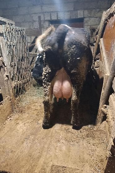 18 20 litr sudu var.saglam.sakit heyvandi teze dogub balasi satilib