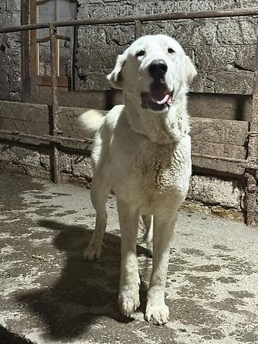 Gəmiricilər: Alabay, 1 il, Erkek — 2