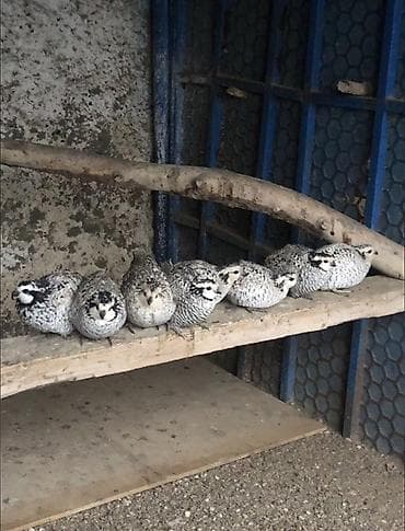 bildircin yuvası: Salam Tam ana heyvandir yumutlayir real alicilar narahat etsin — 2