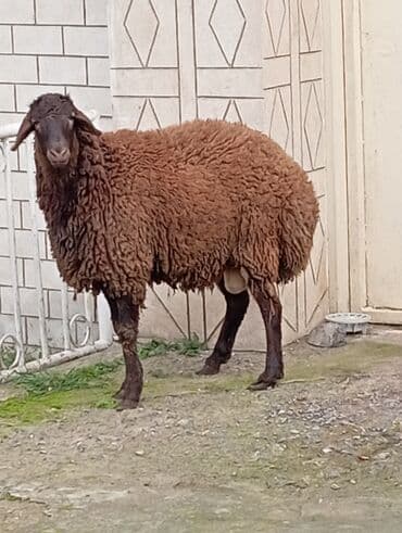 Salam ünvan Bakıin maştağa kendi əsil damazliqa layiq kesilmeye