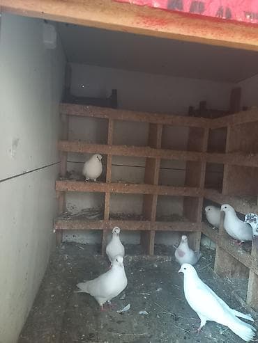 berde mal bazari: Salam bu quşxan satılır - Konstruksiya: taxta karkas, damı şiferdən — 4