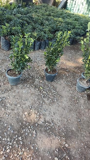 heyet qapisi: Canlı rulon qazon və landşaft abadlaşdırma xidməti - Rulon qazon — 6