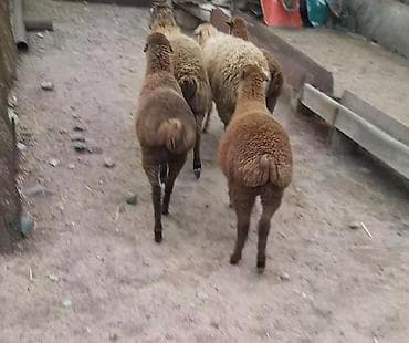 bildircin az: Qoyun sürüsü – quyruqlu yerli cinslər - Şəkildə yağlı quyruqlu yerli — 1