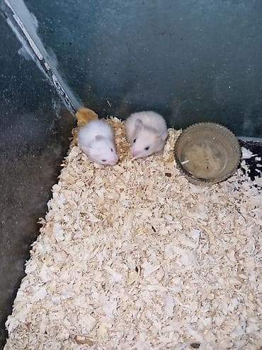 K/t heyvanları və malları: Hamster balaları satılır - Növ: Suriya (Suriya hamsteri/“Syrian — 4