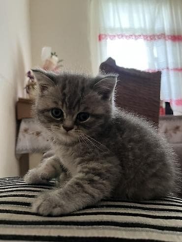 Tabbi — 3