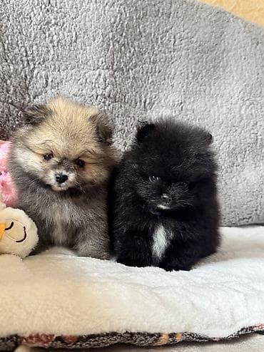 pomeranian shpic: Şpitz, 1 ay, Erkek, Peyvəndli, Ödənişli çatdırılma — 3