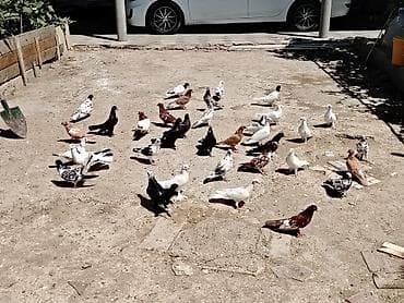 amadin qusu: Salam quslar maşdagadadi hopdom 7manatdan tek tek sec götur 10manat — 6