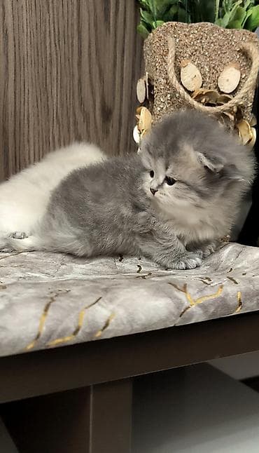 pisik yuvalari: Britan — 2