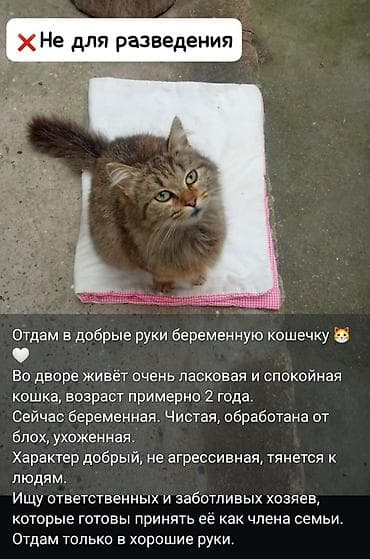 benqal pişik: Dişi, Yaxşı əllərə, Ünvandan götürmə, Ödənişli çatdırılma — 1