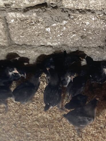 xarkov sortu toyuq: Toyuq cücələri, Damazlıq — 4