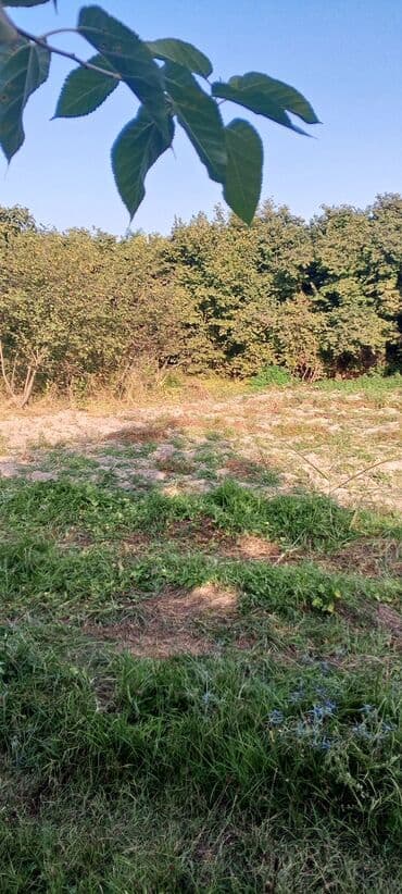 lenkeranda torpaq satilir: 6 sot, Mülkiyyətçi, Kupça (Çıxarış) — 3