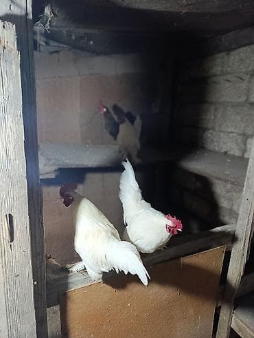 Куры: Курица, Для разведения — 2