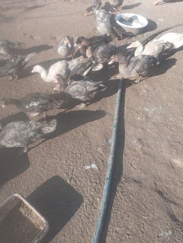 qoyun qiyməti 2024: Dişi, | Lal ördək, Yumurtalıq, Ünvandan götürmə — 6